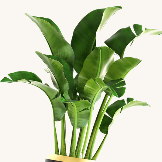 White Bird of Paradise Wild Banana Plant