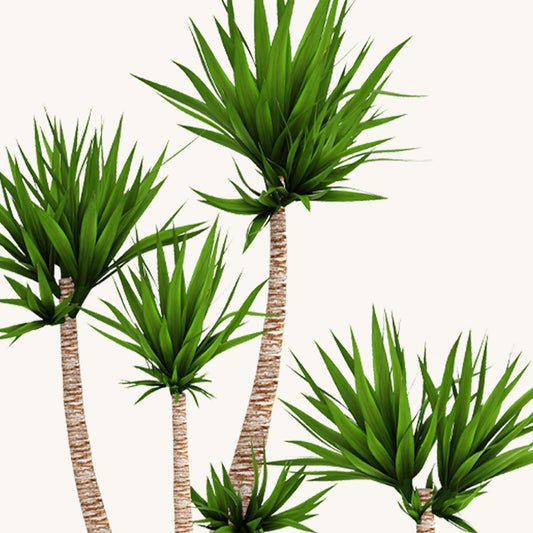 Set of Spineless Yuccas