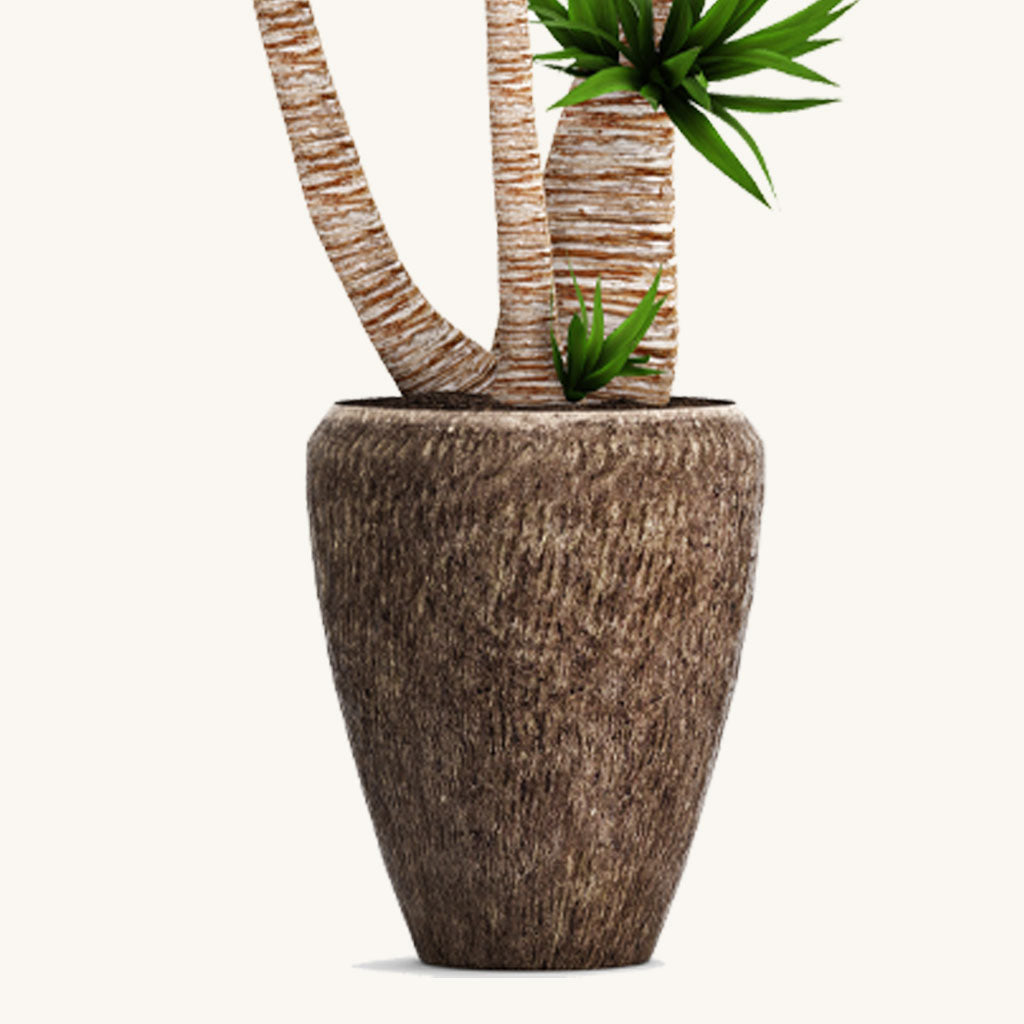 Set of Spineless Yuccas