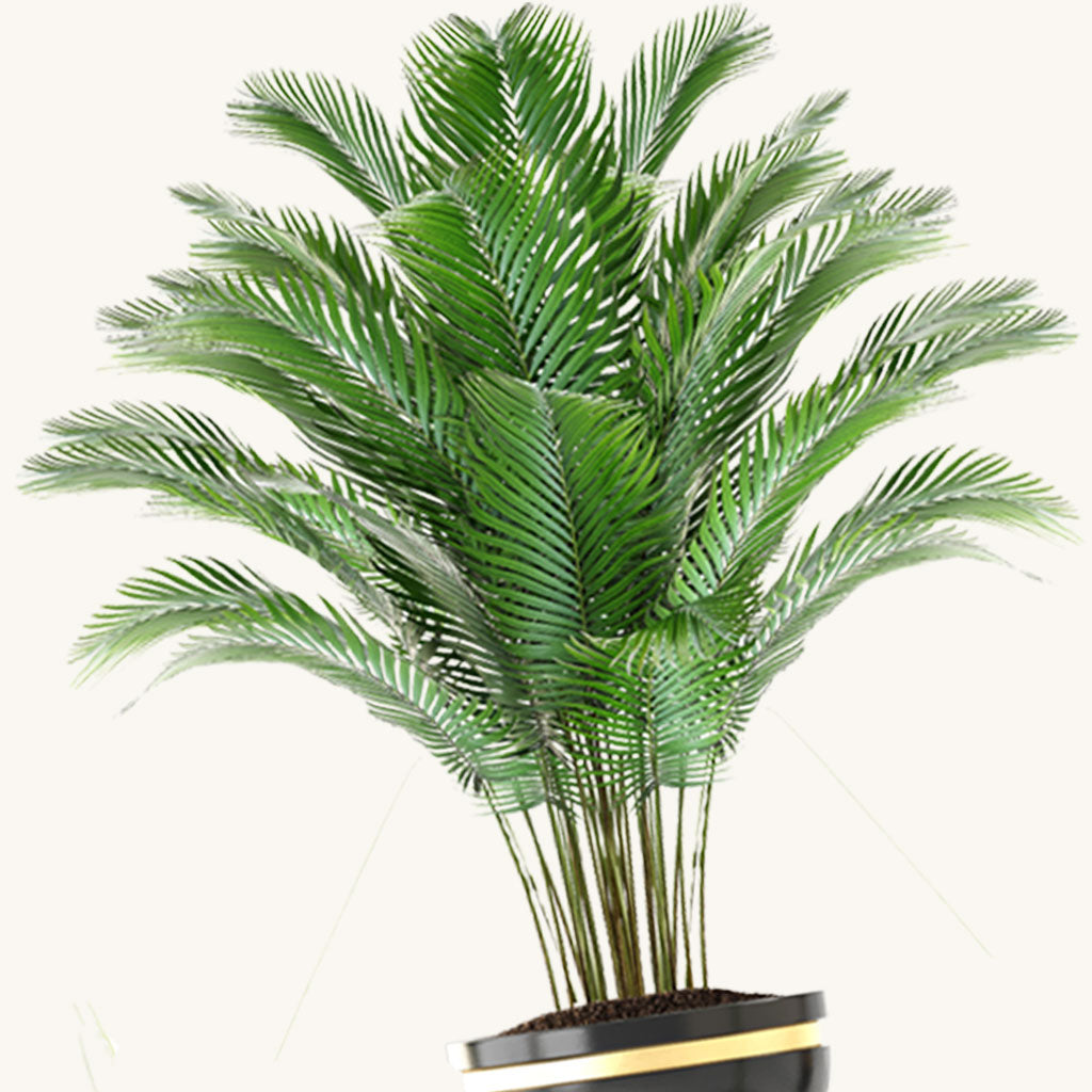 Areca Golden Butterly Palm