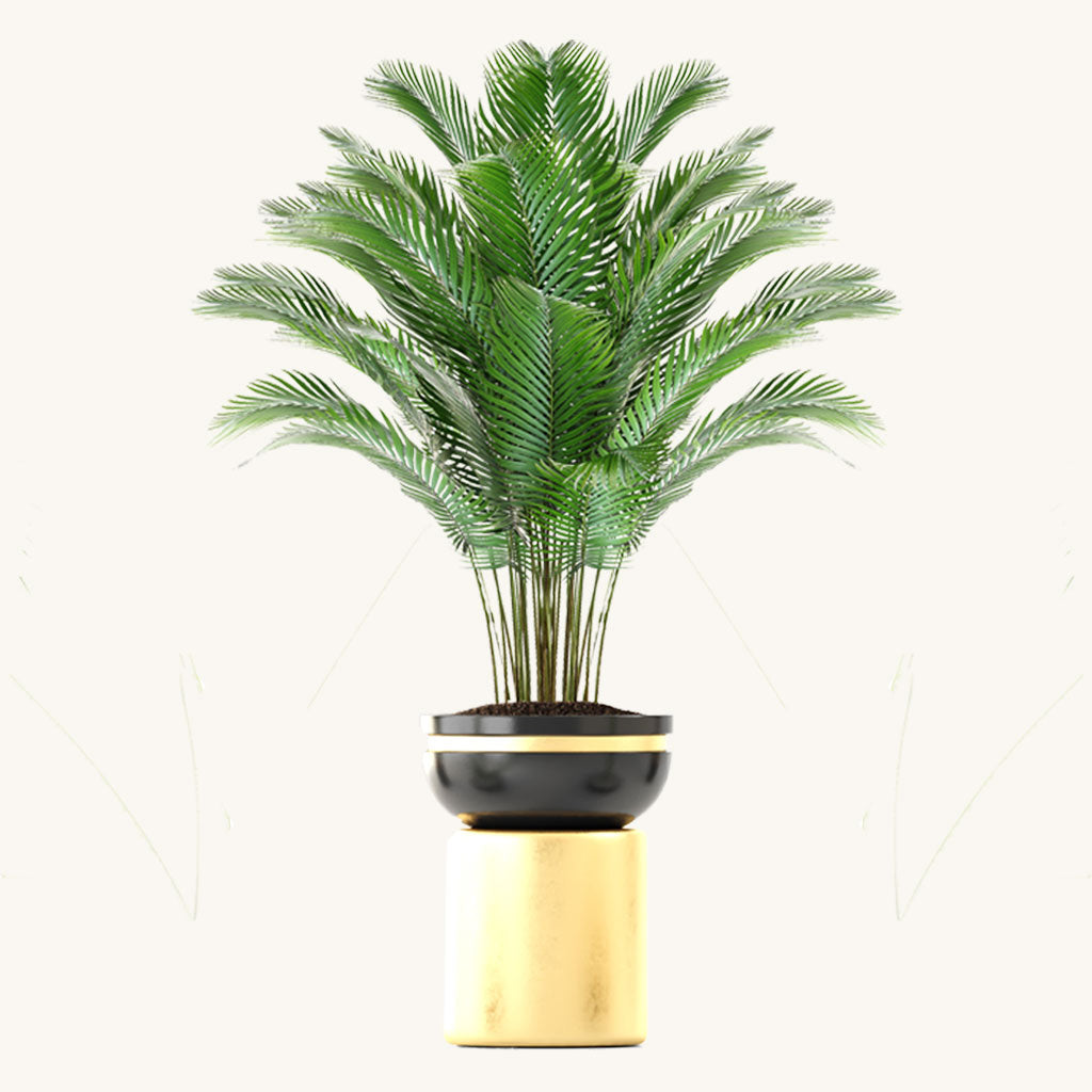 Areca Golden Butterly Palm