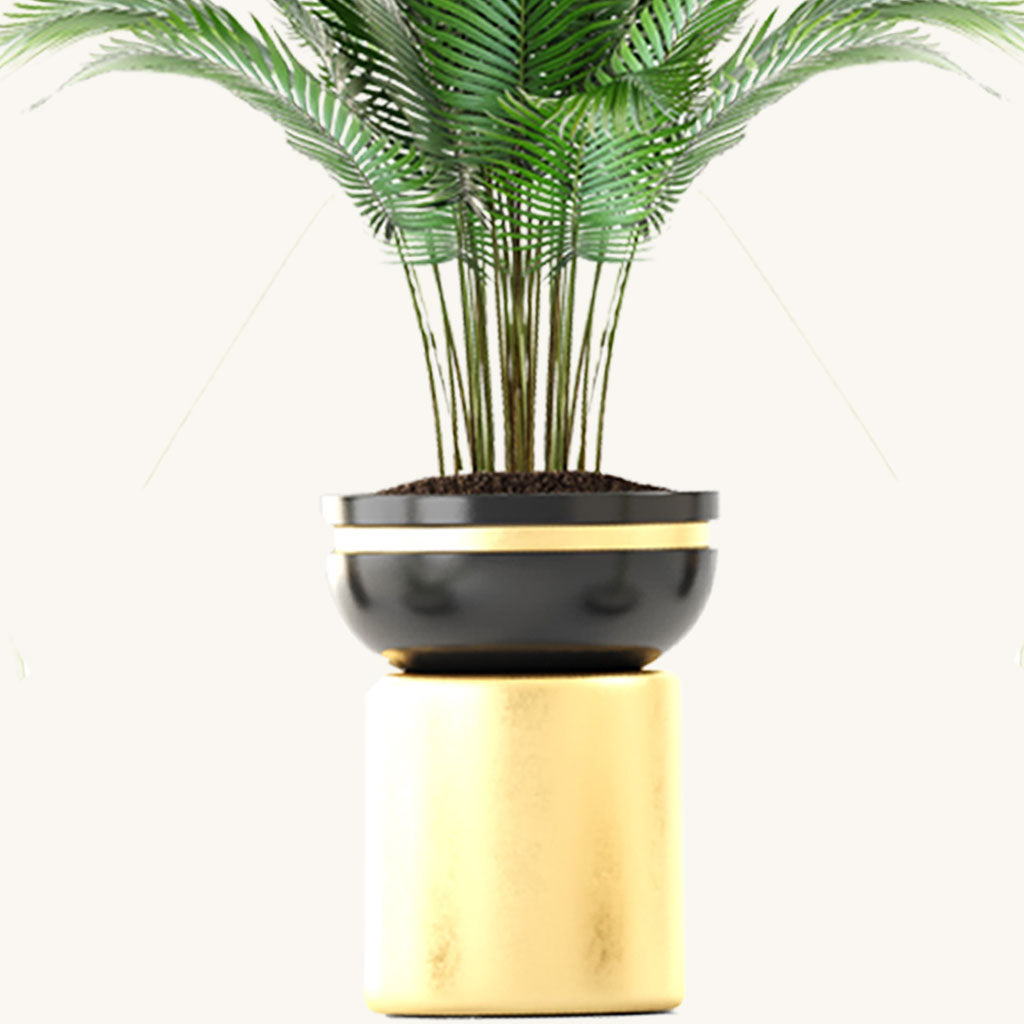 Areca Golden Butterly Palm