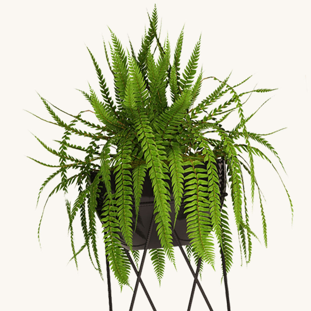 Boston Fern