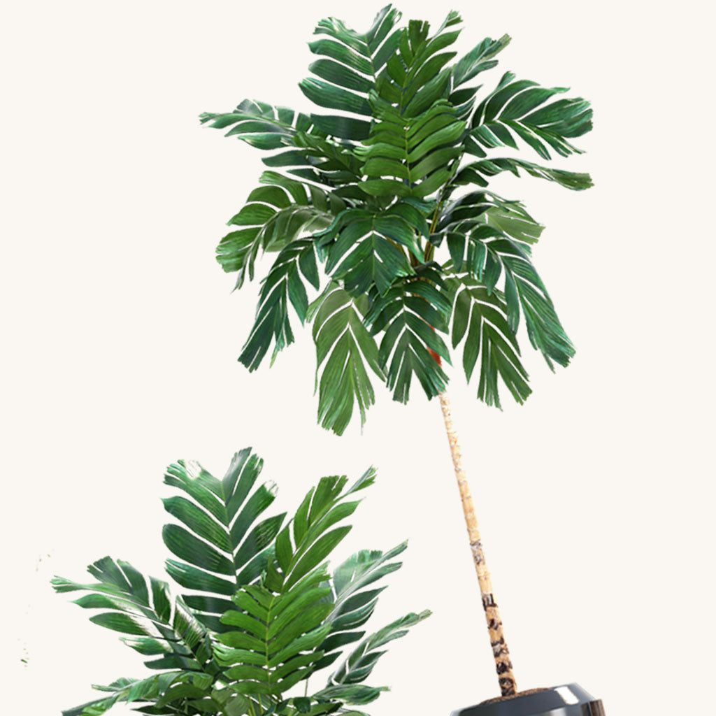 Parlour Palm