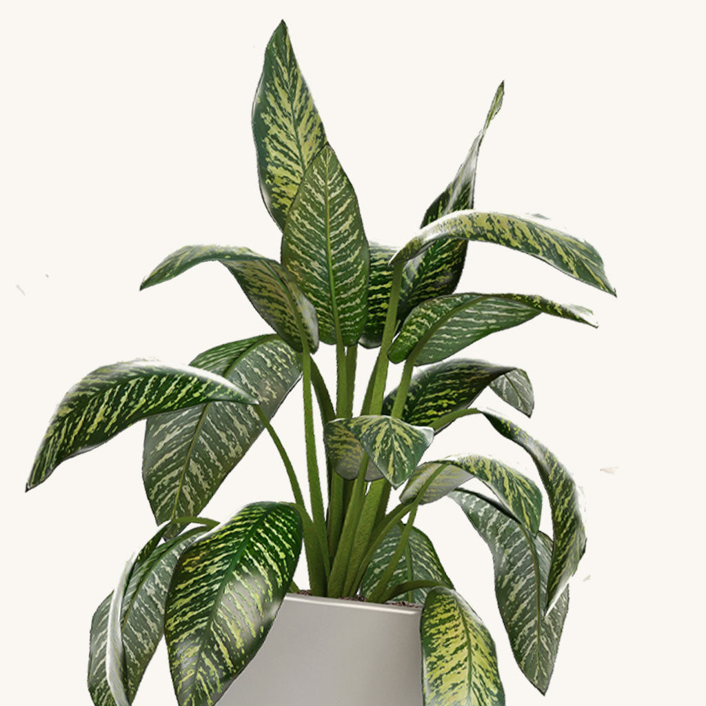 Dumb Cane Plant