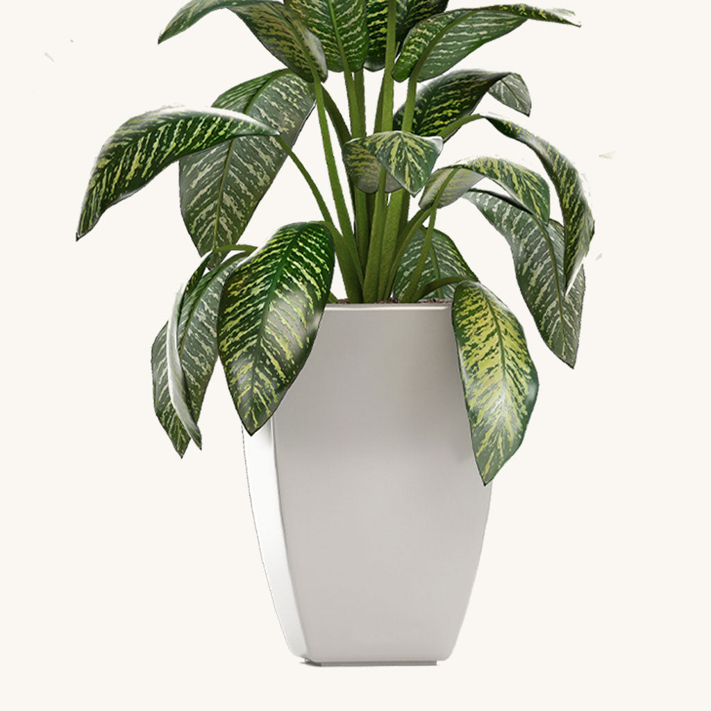 Dumb Cane Plant