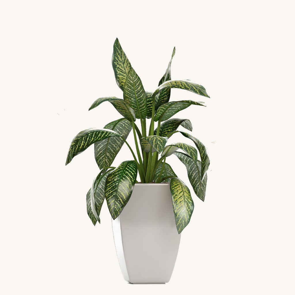 Dumb Cane Plant