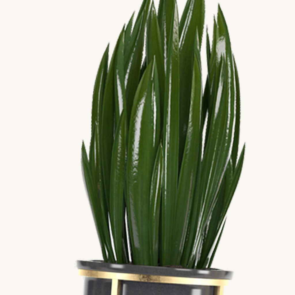 Snake Plant