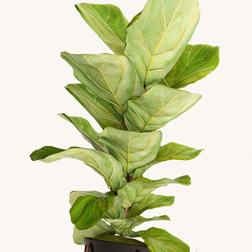 Fiddle Fig Leaf