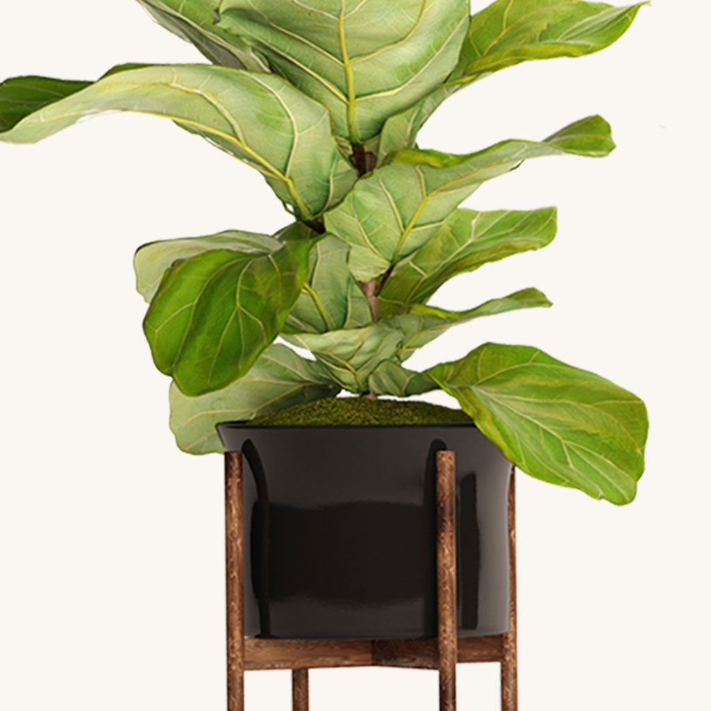 Fiddle Fig Leaf