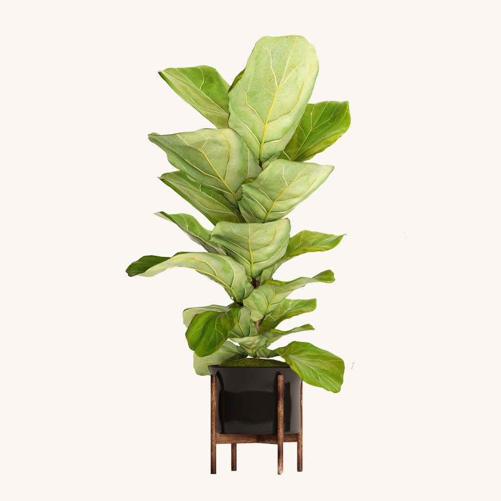 Fiddle Fig Leaf