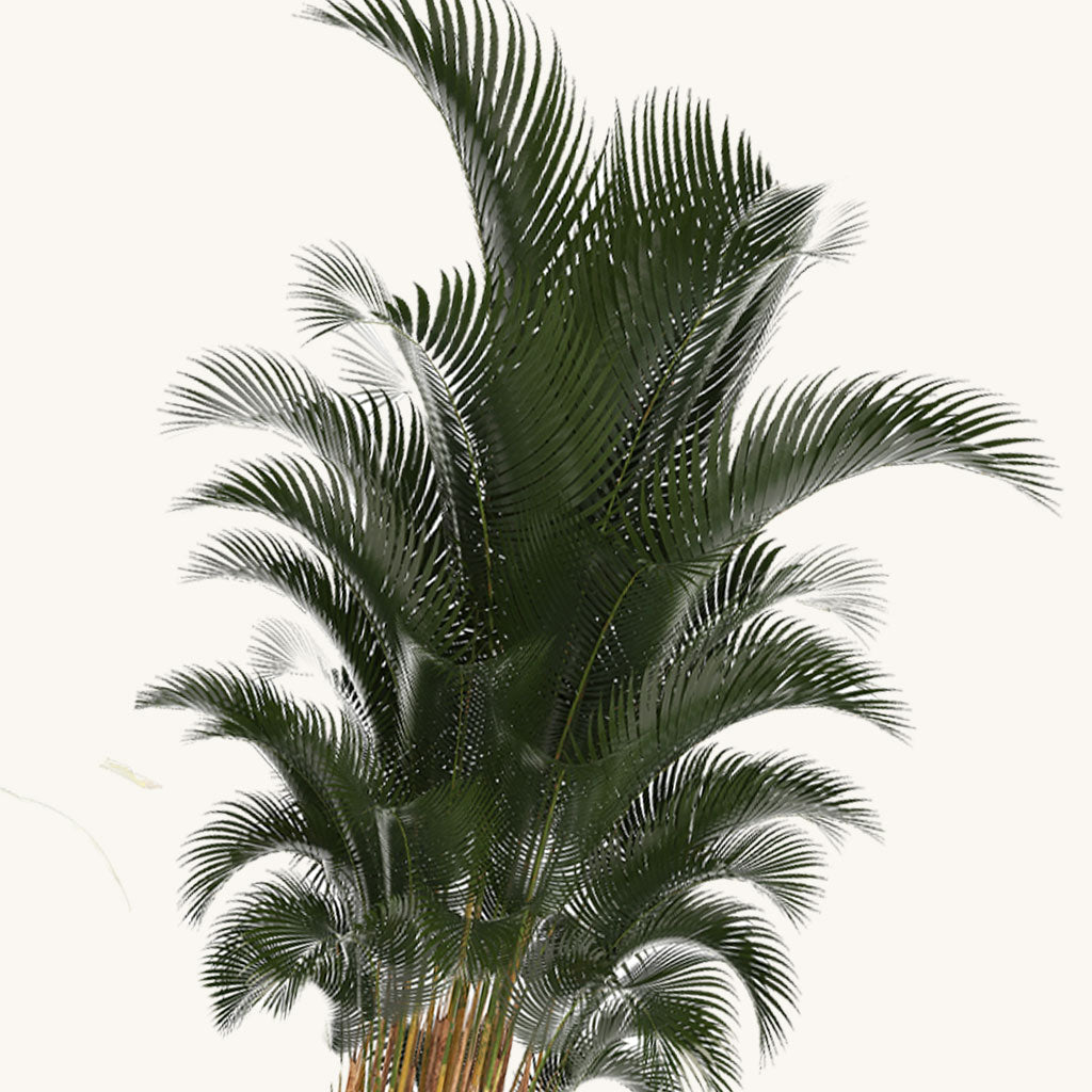 Areca Palm