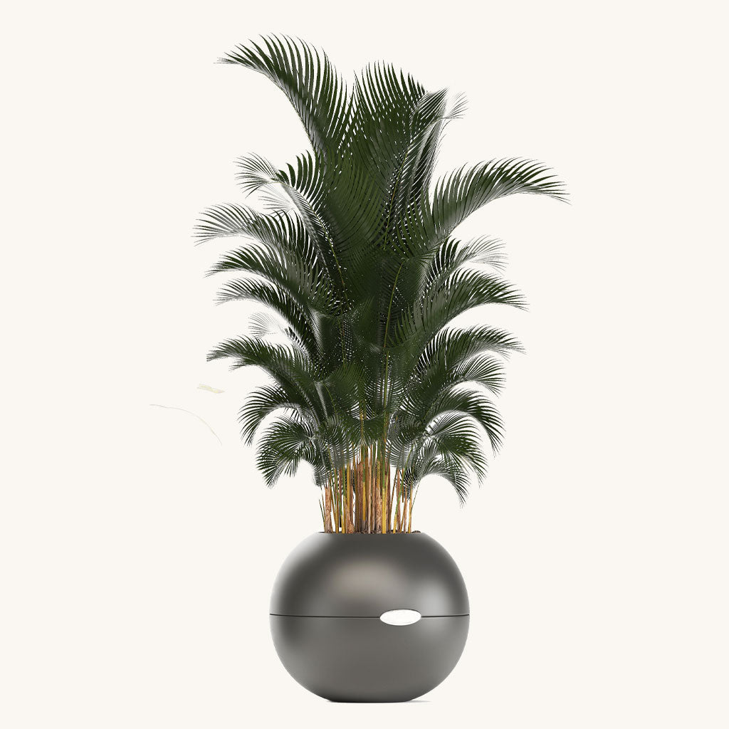 Areca Palm